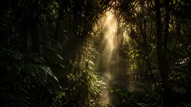 Mono silueta en selva con rayos de sol