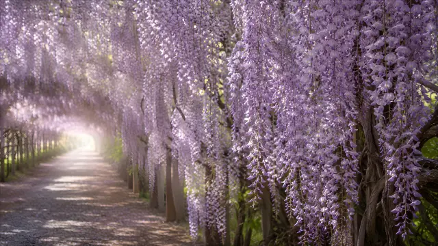 Sendero con glicinias moradas y luz suave