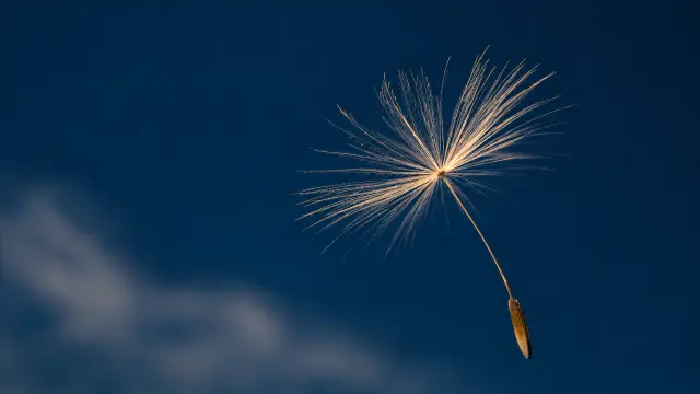Semilla de diente de león flotando en el cielo azul