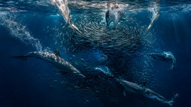 Ballena jorobada y delfines rodeando cardumen