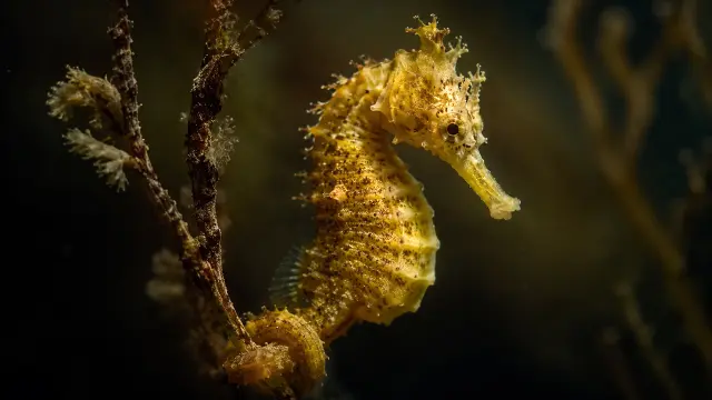 Camarón de mar amarillo en su hábitat
