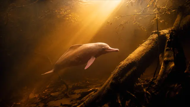 Delfín rosado en aguas del río iluminadas por la luz solar