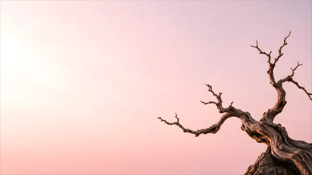 Fondo de pantalla abstracto de árbol seco al amanecer