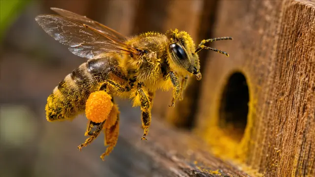 Abeja real cargada de polen amarillo frente a madera