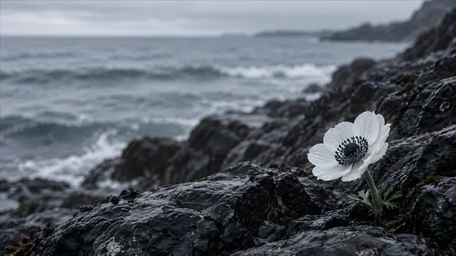 Flor blanca en rocas junto al mar nublado