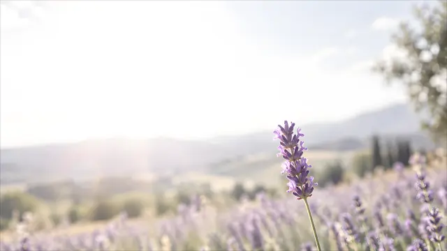 Fondo de pantalla con flores de lavanda en un campo