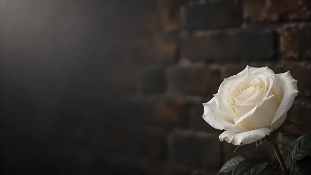 Rosa blanca elegante sobre fondo oscuro y difuminado