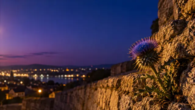 Flor morada al atardecer con ciudad de fondo