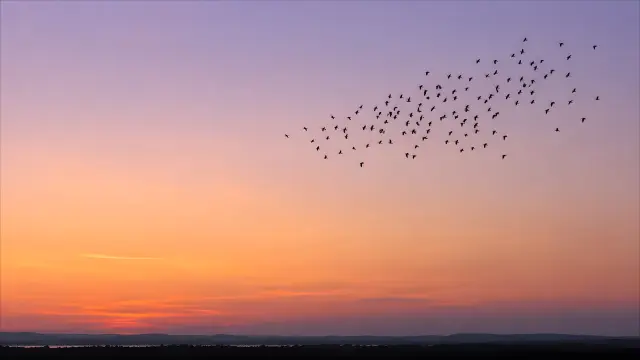 Enjambre de aves al atardecer con cielo de tonos cálidos