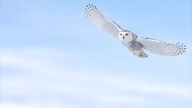 Búho nival volando en el cielo azul