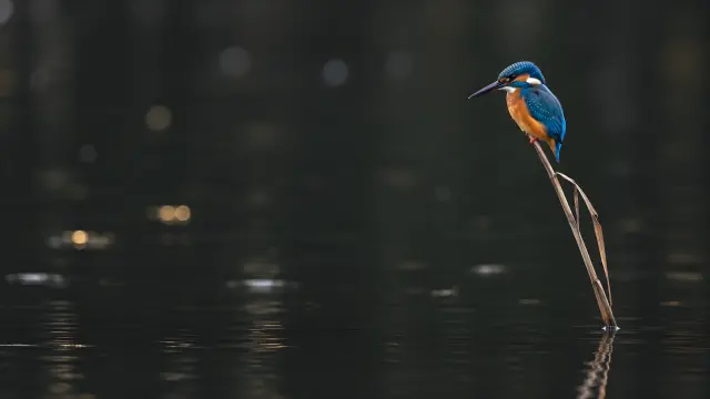 Pato pescador azul en rama sobre agua oscura