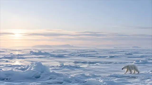 Oso polar caminando por el hielo ártico al atardecer
