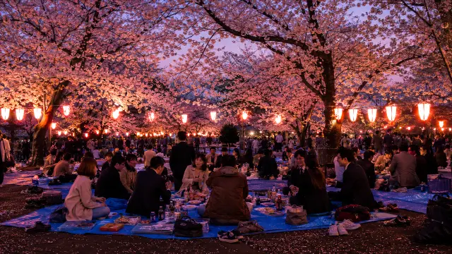 Fondo de pantalla 4K: Picnic nocturno bajo cerezos en flor con linternas