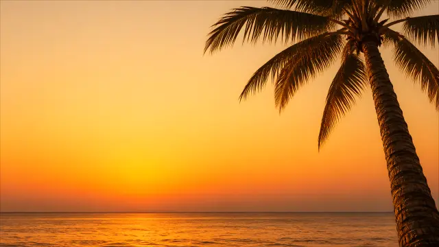 Atardecer tropical con palmera y mar