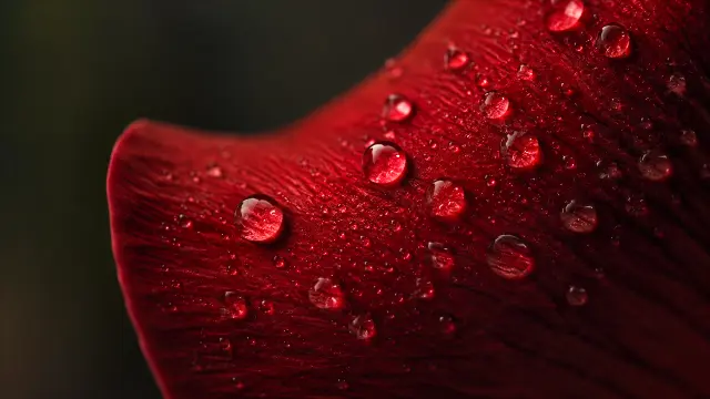 Gota de agua en pétalo rojo brillante