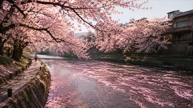 Camino junto al río rodeado de cerezos en flor