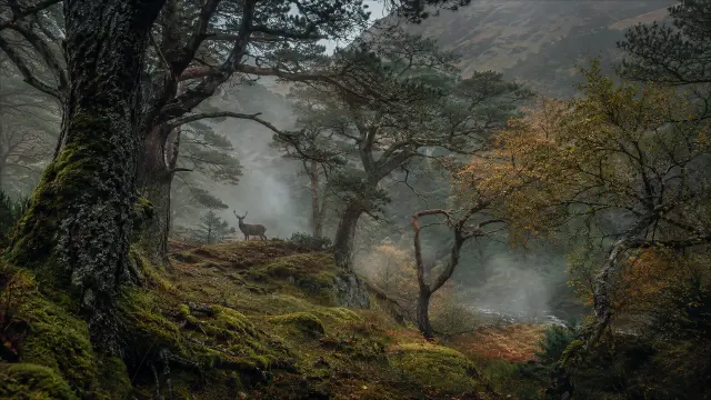 Cerbato en bosque neblinoso