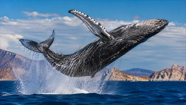 Ballena saltando en la bahía con montañas