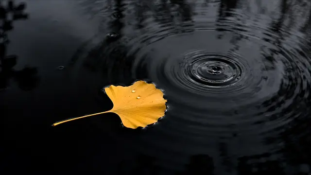 Hoja amarilla flotando en agua oscura con ripples
