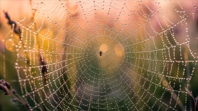 Araña en telaraña con gotas de rocío al amanecer
