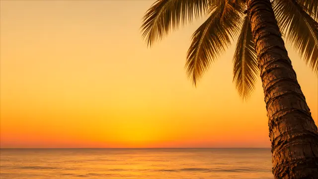 Atardecer tropical con palmera y mar
