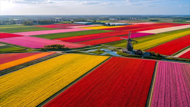 Campo de tulipanes coloridos con molino holandés